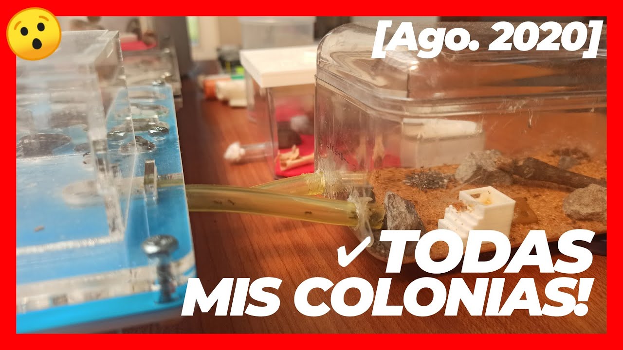 Estas SON TODAS mis COLONIAS de HORMIGAS! [REPASO 2020] | AntMeet