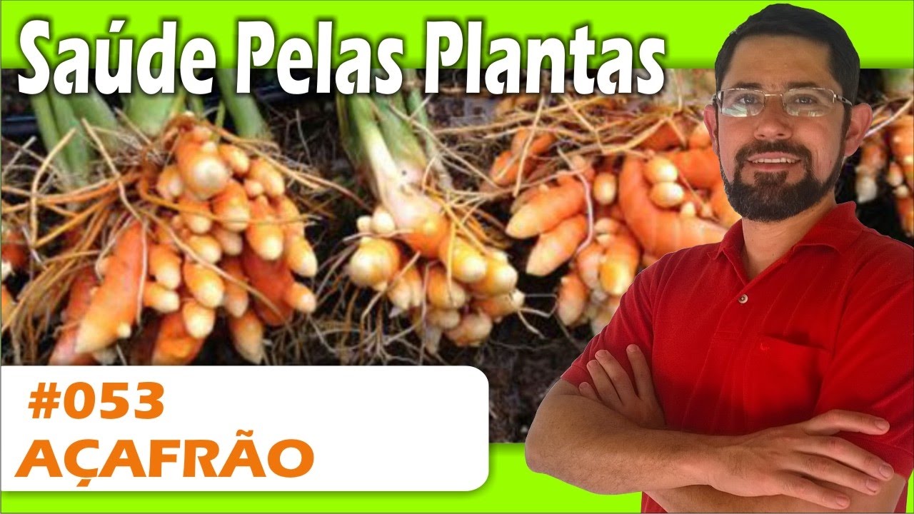 Sa&uacute;de Pelas Plantas - A&ccedil;afr&atilde;o [pedra na ves&iacute;cula, artrite, alergias, c&acirc;ncer, Alzheimer]
