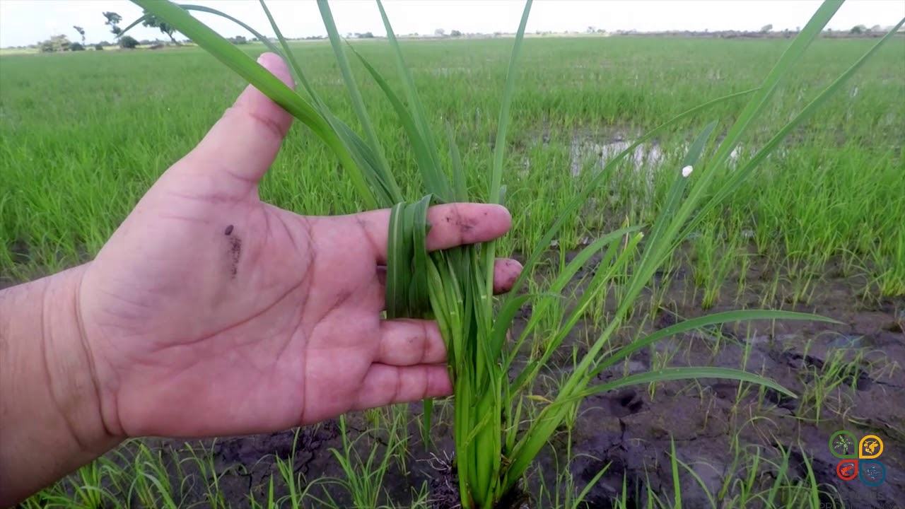 MALEZAS EN CULTIVO DE ARROZ