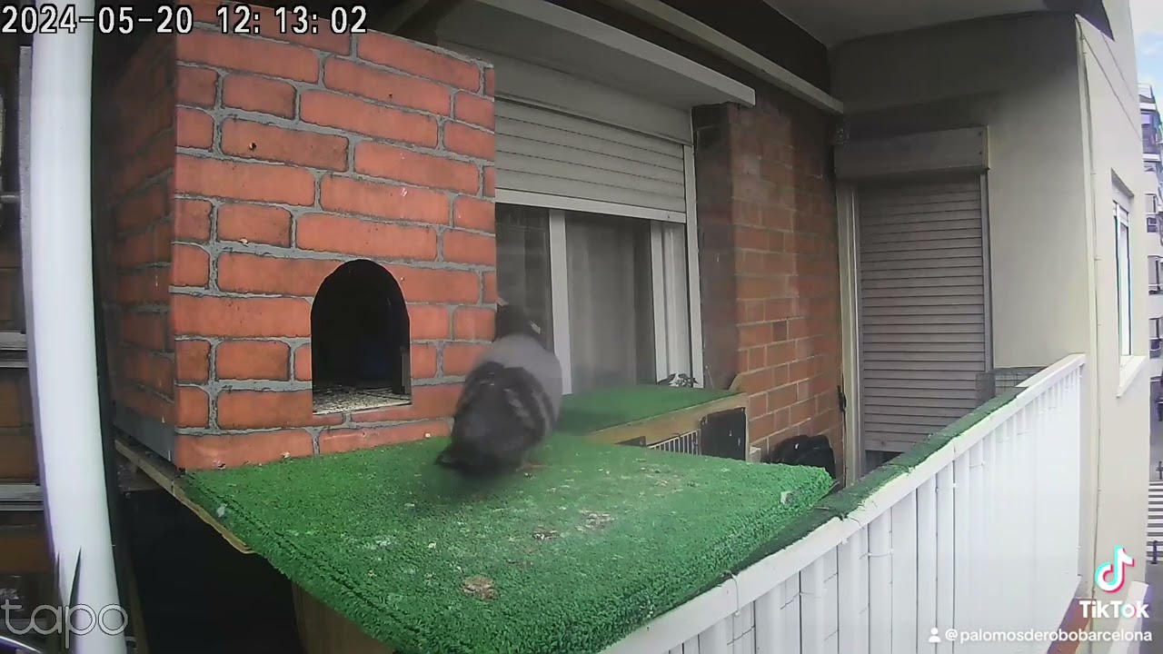 Palomos de ROBO Barcelona ( La 37 Captura de el NEGRO) 🇪🇸#pigeon #pajaros #shortvideos #viral 🔥