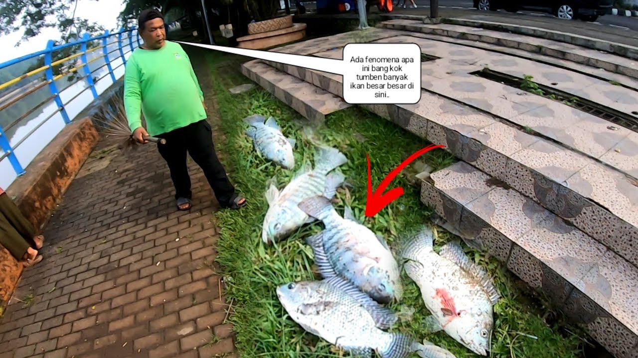 Jadi Tontonan Orang Banyak Fenomena Langka ikan ikan Besar Berkumpul Di Pinggiran Sungai Cisadane