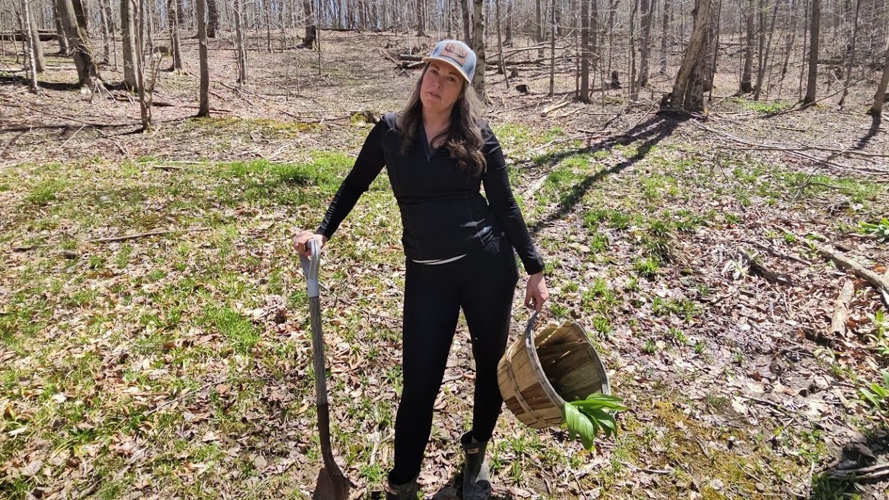 How to Pick, grow, and prepare leeks and ramps
