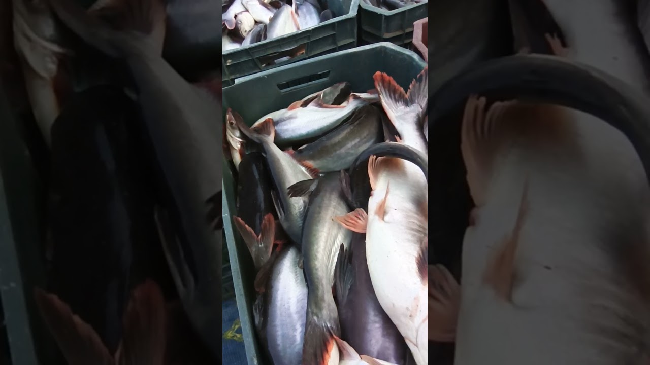 نوفمبر كل يوم حصاد لاسماك ربنا يربح اصحبهم ويحسن سوقهم