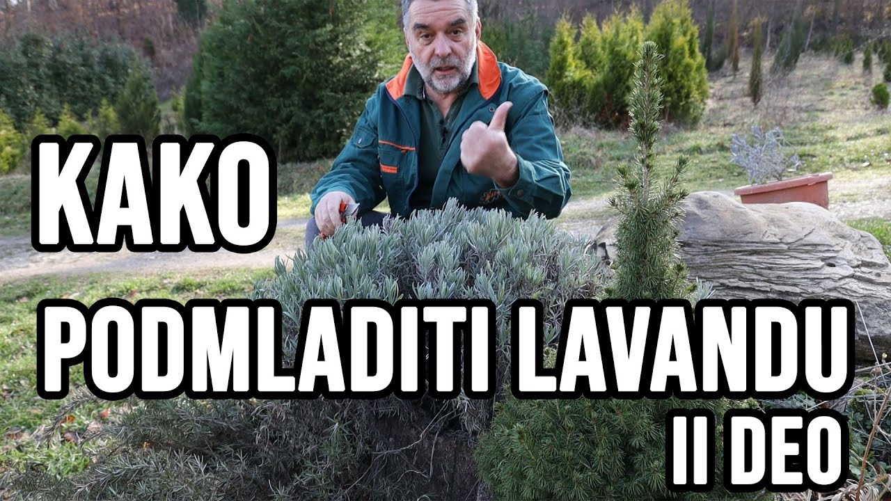 Kako podmladiti lavandu II deo