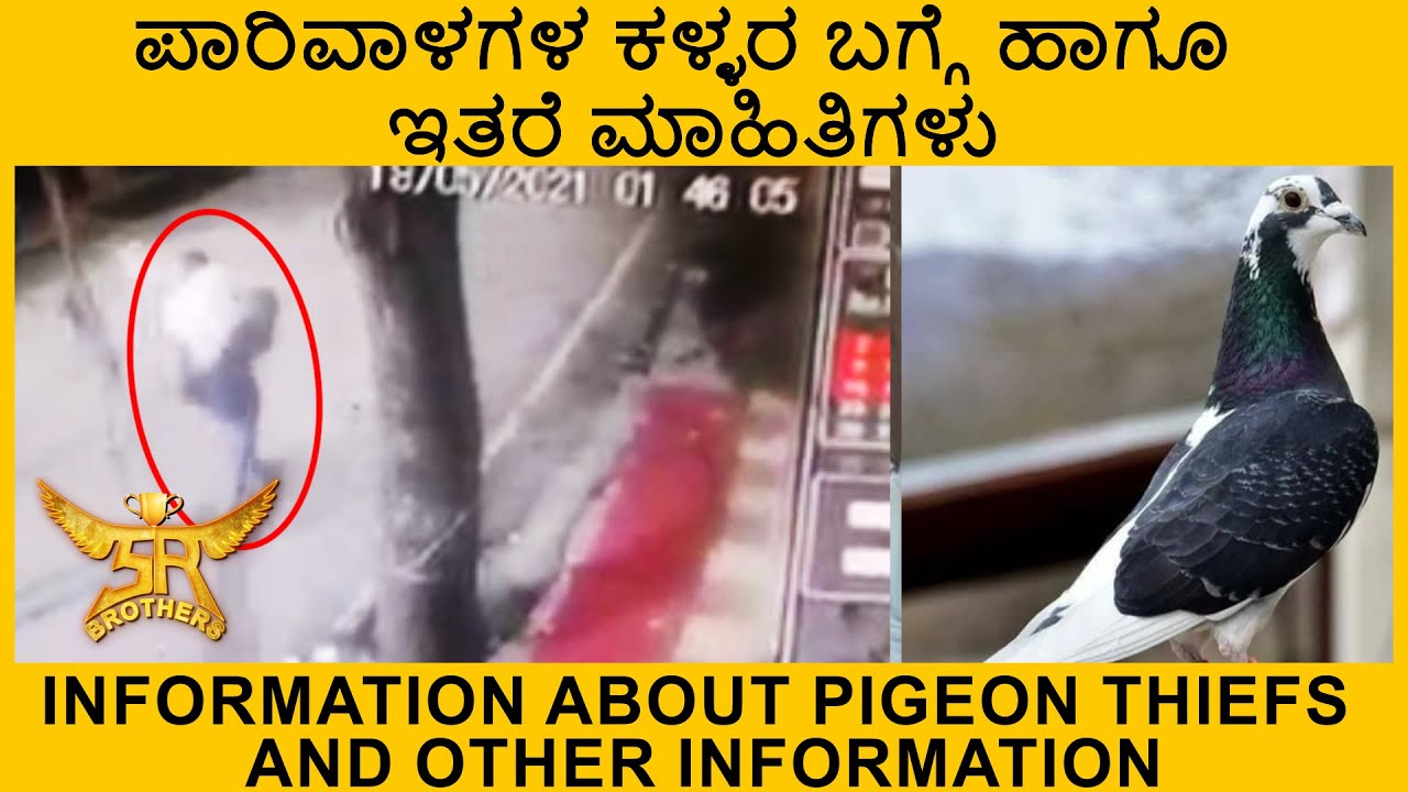 ಪಾರಿವಾಳಗಳ ಕಳ್ಳರ ಬಗ್ಗೆ ಹಾಗೂ ಇತರೆ ಮಾಹಿತಿಗಳು | Information about pigeon thiefs and other information