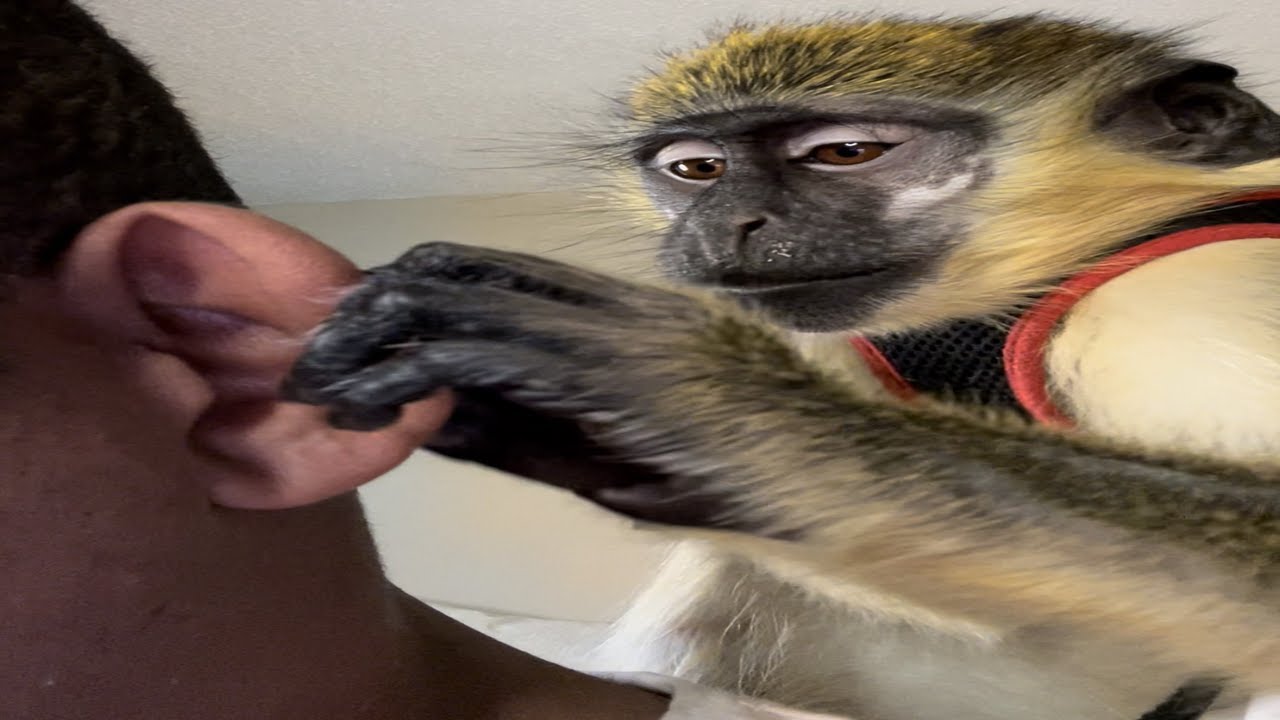 ASMR Oddly Satisfying Monkey Grooming Cleaning Fingernail