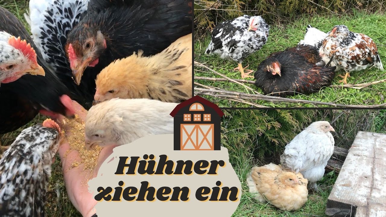 HÜHNER ZIEHEN EIN - endlich eigene Hühner | Bellessima