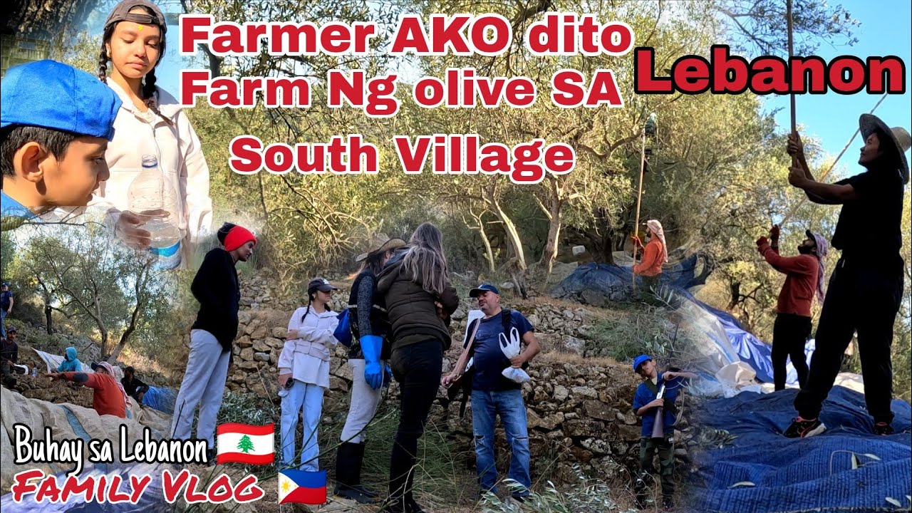 LEBANESE FILIPINO FAMILY TRADITIONAL WAY HARVESTING OLIVE IN VILLAGE LEBANON BUHAY SA VILLAGE 