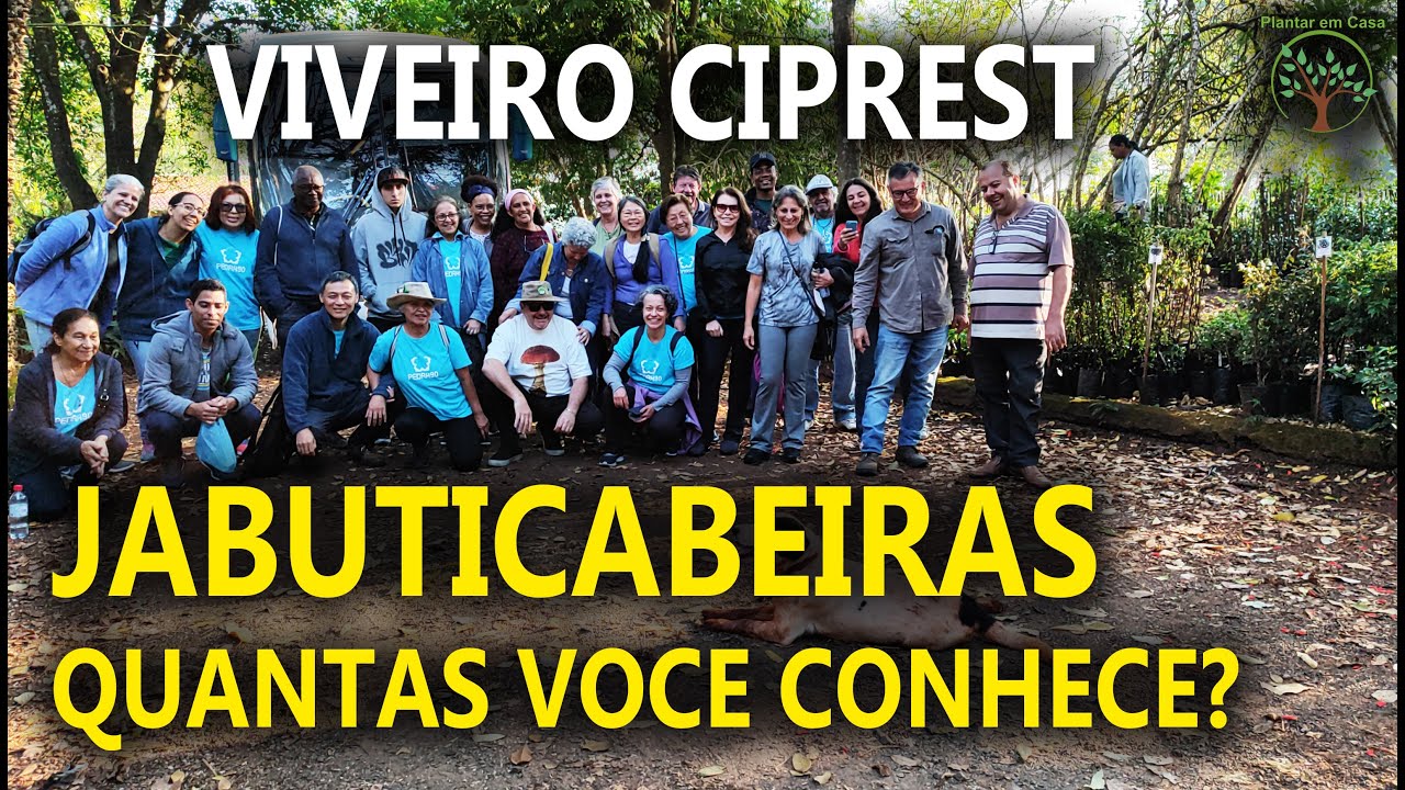 Jabuticabeira uma Aula de Variedades de Mudas no Viveiro Ciprest com Pedra 90