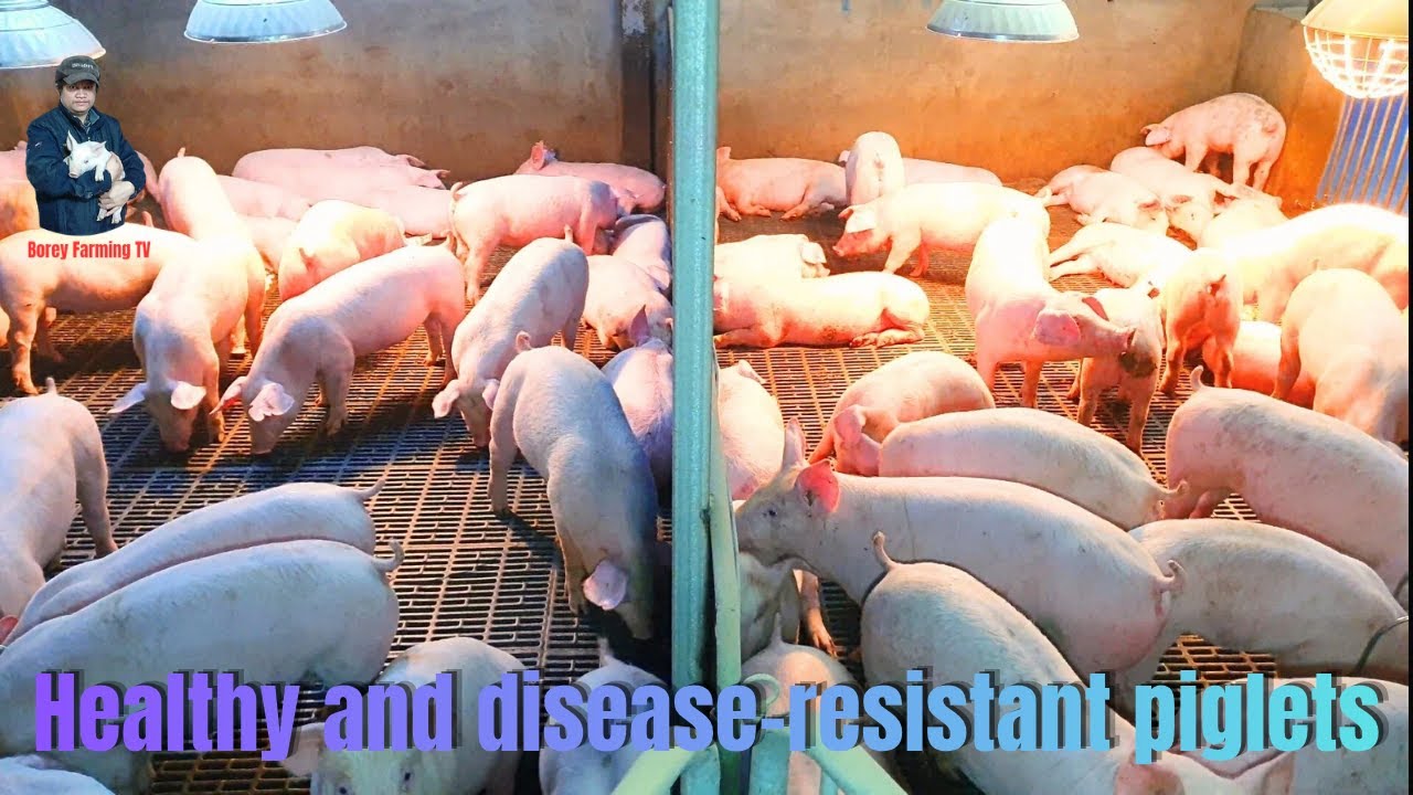 Healthy and disease-resistant piglets. | Video 33 |  Pig farming in South Korea.