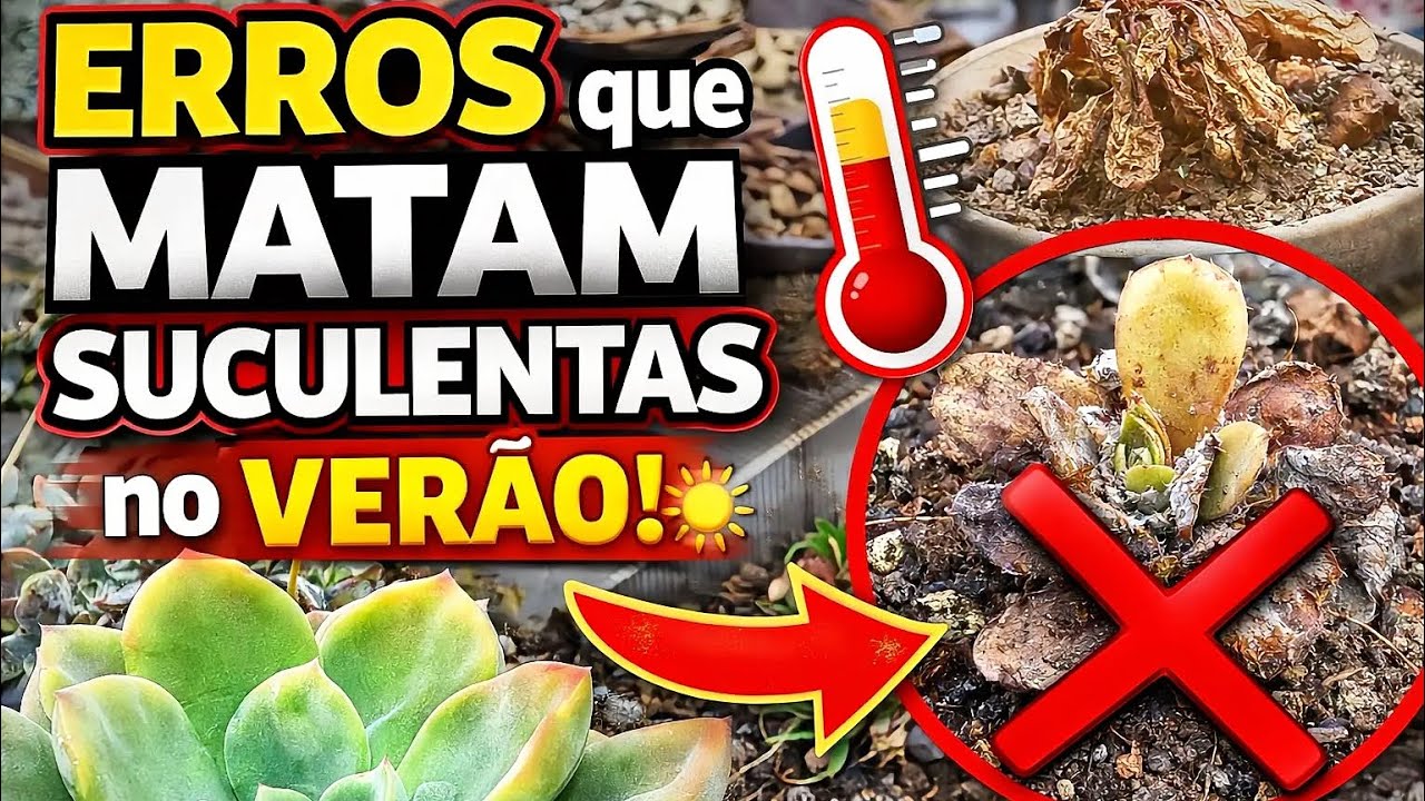 5 ERROS que fazem suas suculentas MORREREM no verão (evite isso!) / Lê e Paty Suculentas