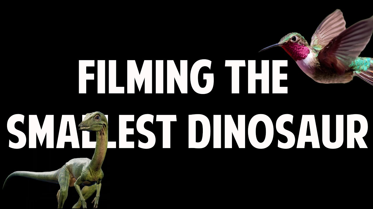 Filming the smallest dinosaur: the hummingbird
