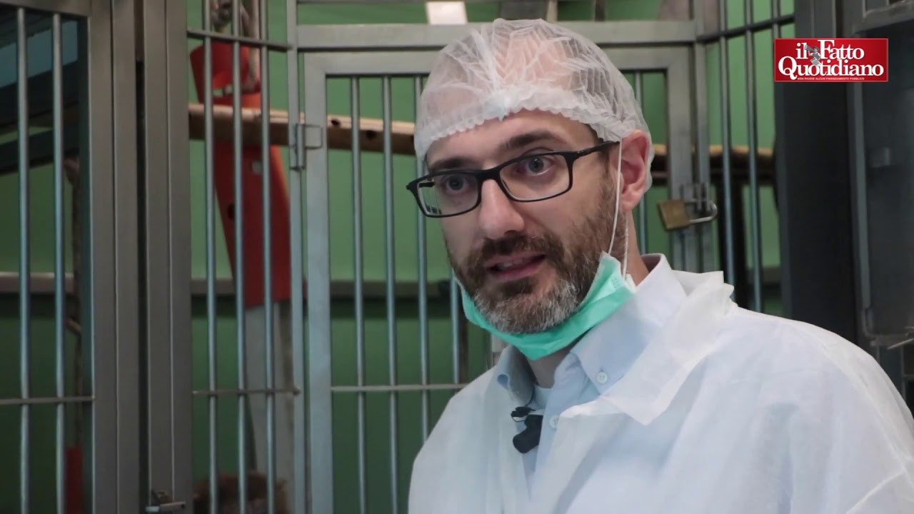Sperimentazione sui macachi, con la telecamera nel laboratorio di Parma