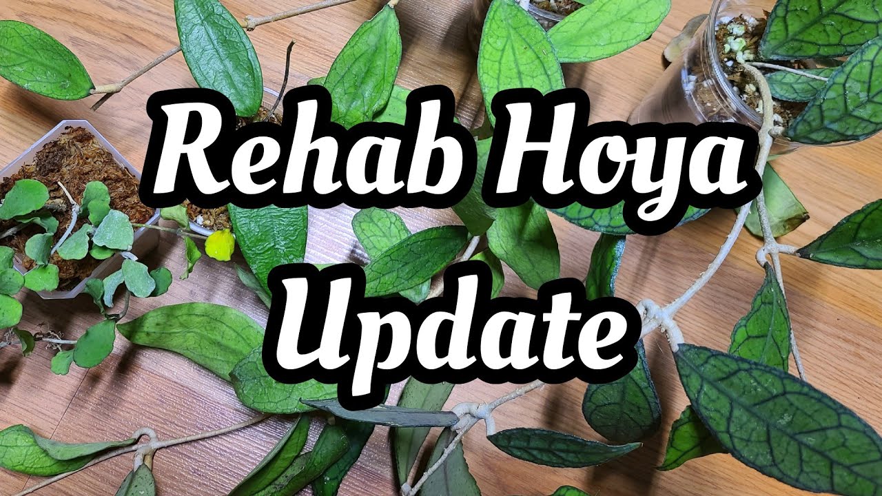 Update On My Sad Hoya from Urban Leaf Shop 💔 rotting roots & dying leaves - will they survive?
