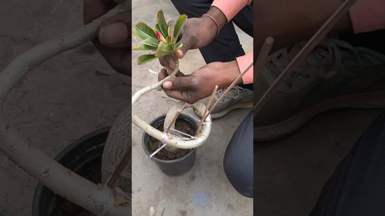 adenium ko bonsai kaise banate hain sikhane ke liye hamare video ko dekhen