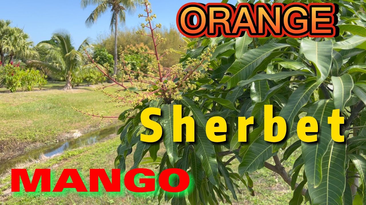 My ORANGE SHERBET Mango