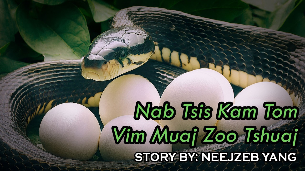 Neejzeb Yaj - Dab Neeg Hmoob - Nab Tsis Kam Tom Vim Muaj Zoo Tshuaj [02.09.2026]
