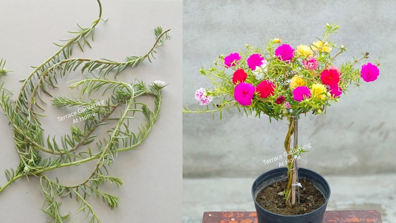 Portulaca DIY Growing Ideas | Portulaca | Moss Rose | 9o'clock #portulaca #gardening #garden