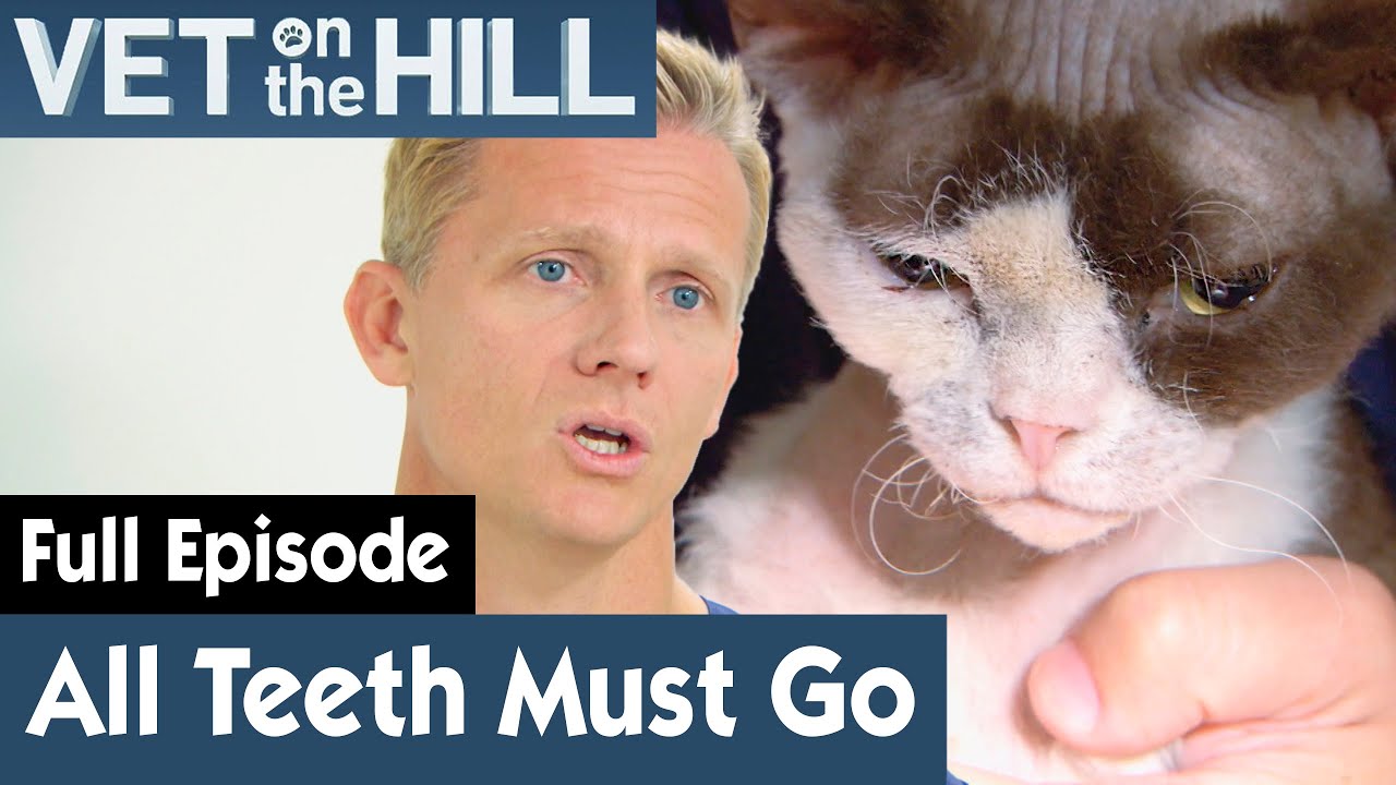 🐱 Bad Gingivitis Means Teeth Must Be Removed | FULL EPISODE | S03E08 | Vet On The Hill