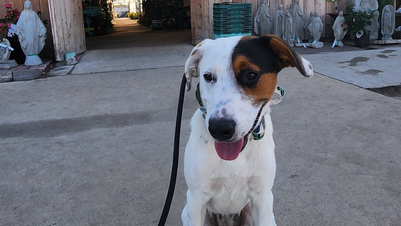 Nola Before and After | 7mo mix