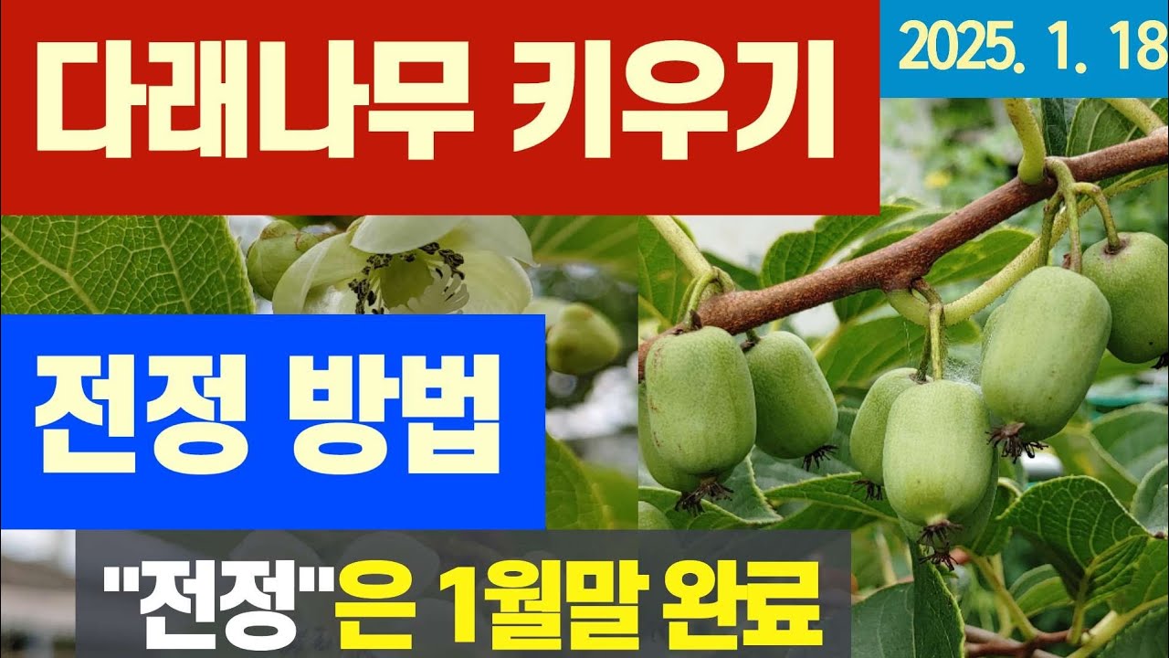 다래나무 키우기/다래나무 가지치기
