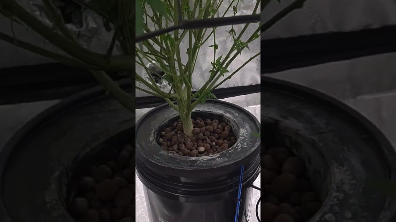 4x4 Grow tent full with Bananacane clone! taking all the light from my soil plant. #garden #dwcs