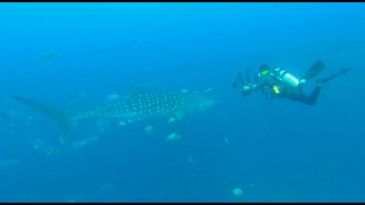 Diving in Similan Islands Liveboard, Thailand, 2022
