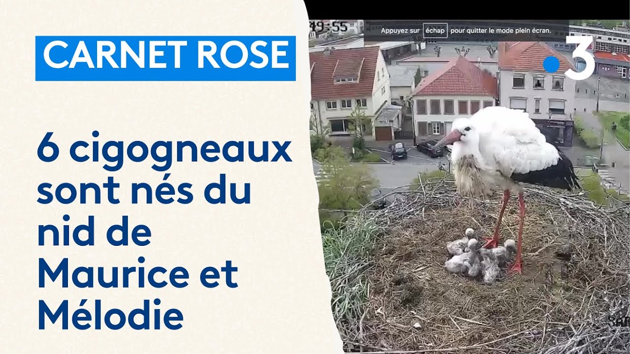 Les cigognes Maurice et Mélodie de Sarralbe et leurs 6 bébés cigogneaux