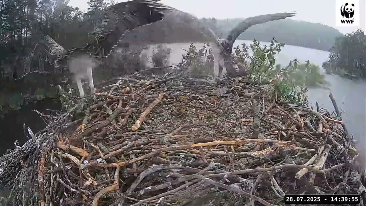 Sääksenpoikaset nousevat siivilleen WWF:n Luontolivessä