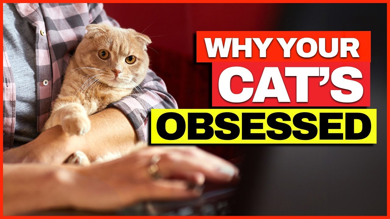 Is Your Cat In Love With You?