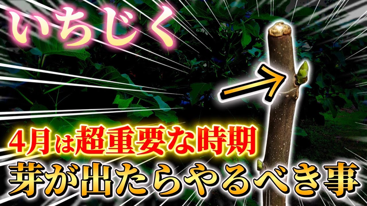 【いちじく】4月は超重要！芽が出てきたら必ずやるべき事や樹形の考え、仕立てについて詳しくお話します