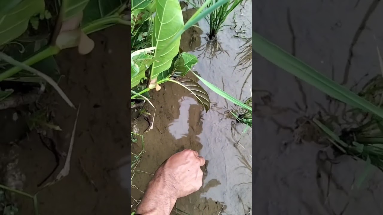 Keseruan mancing belut pake alat tradisional.