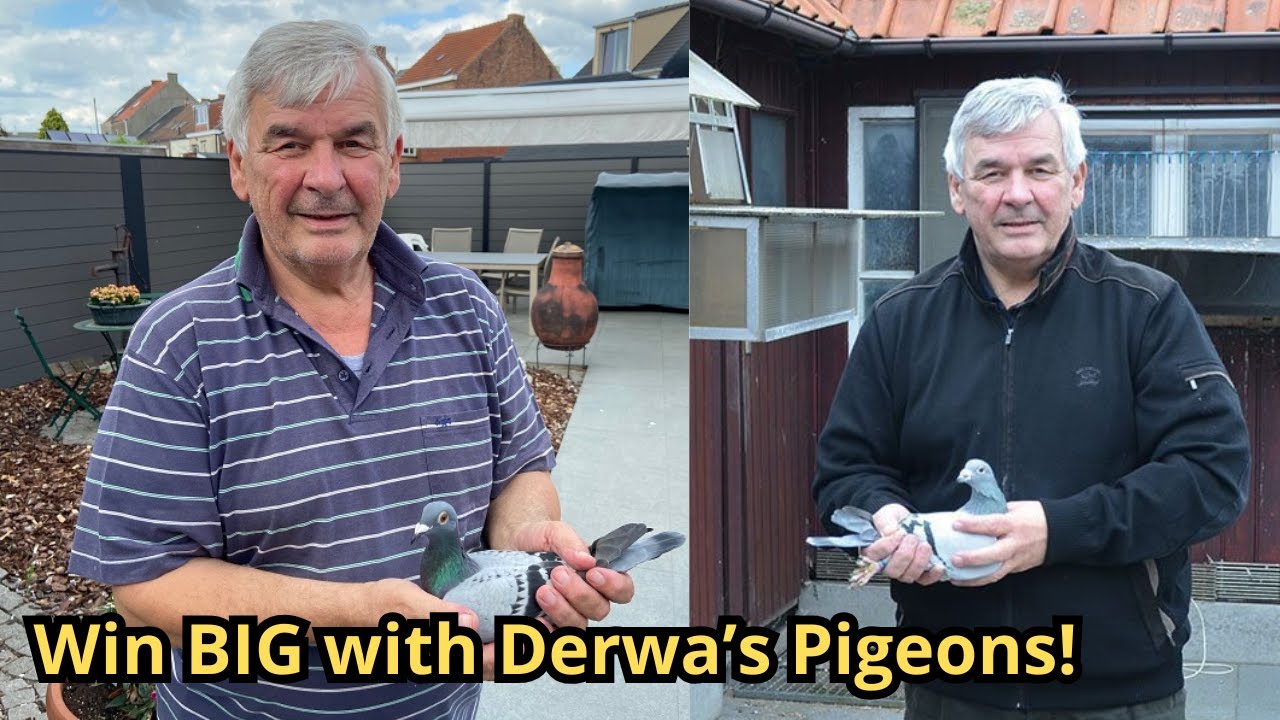 Albert Derwa The Pigeon Racing Legend You NEED to Know!