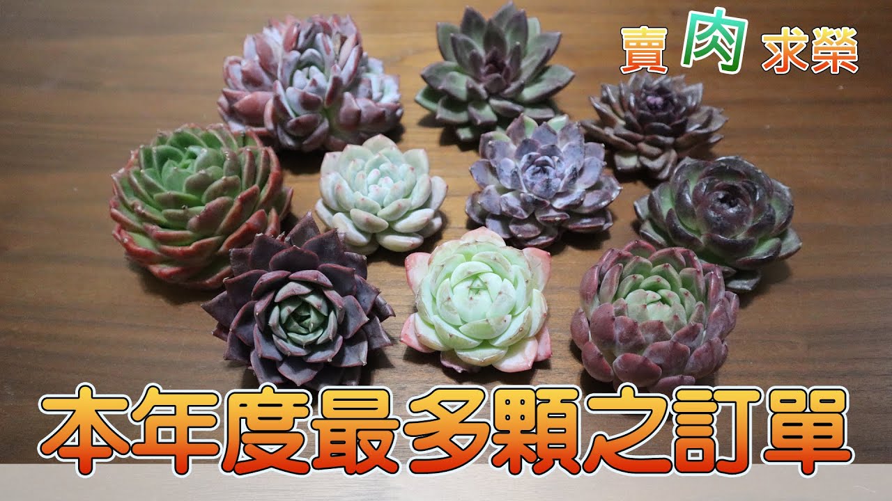 【賣肉求榮】Vol.167 多肉開箱．今年度最多數量的一張單就給雅蘭了