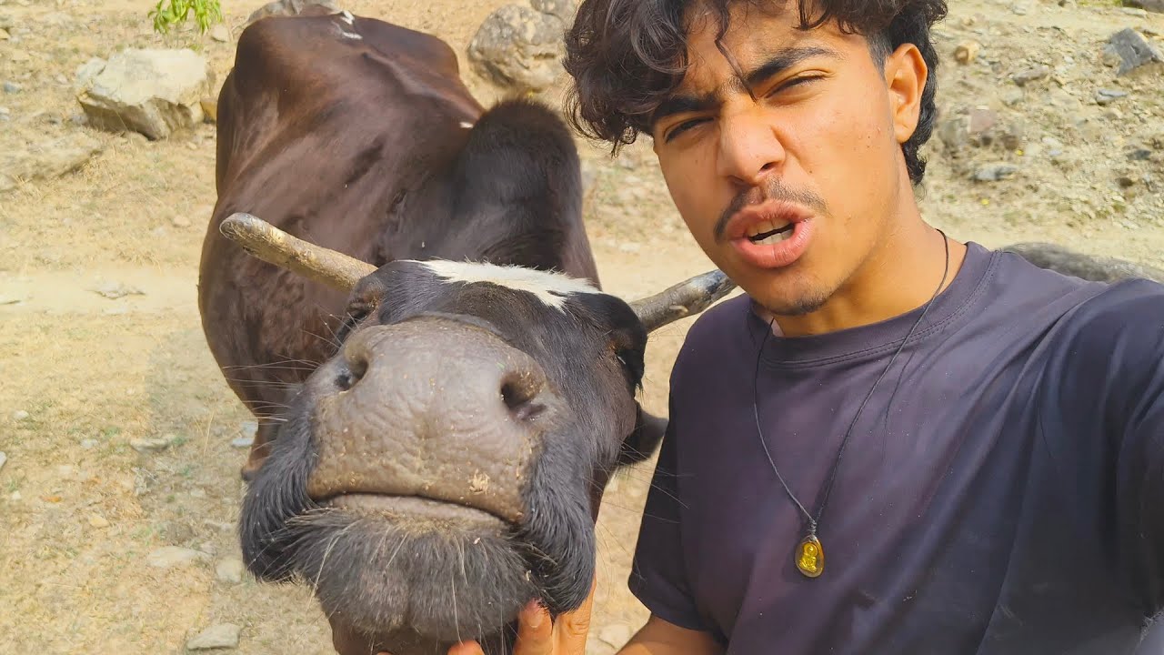 Taking My Bulls Through Wild Jungle Mountains Rivers