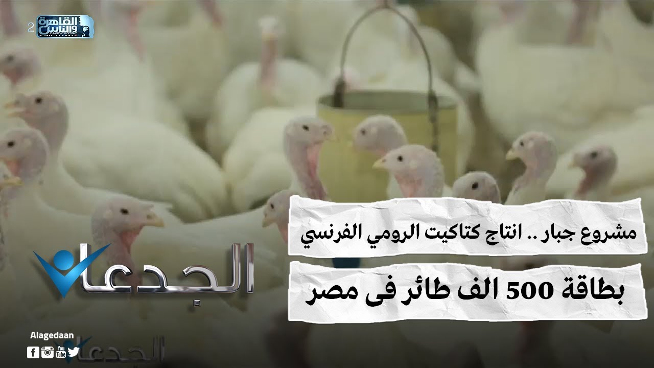 مشروع جبار .. انتاج كتاكيت الرومي الفرنسي بطاقة ٥٠٠ الف طائر فى مصر