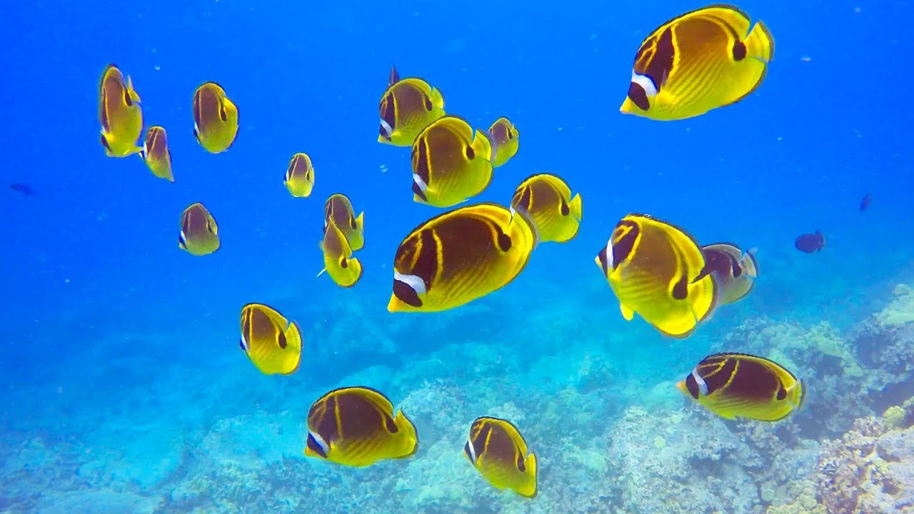 Reef Diving at Puako Hawaii