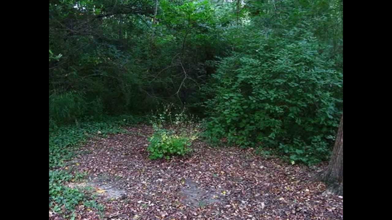 Fireflies at Colonial Williamsburg visitor center, Virginia