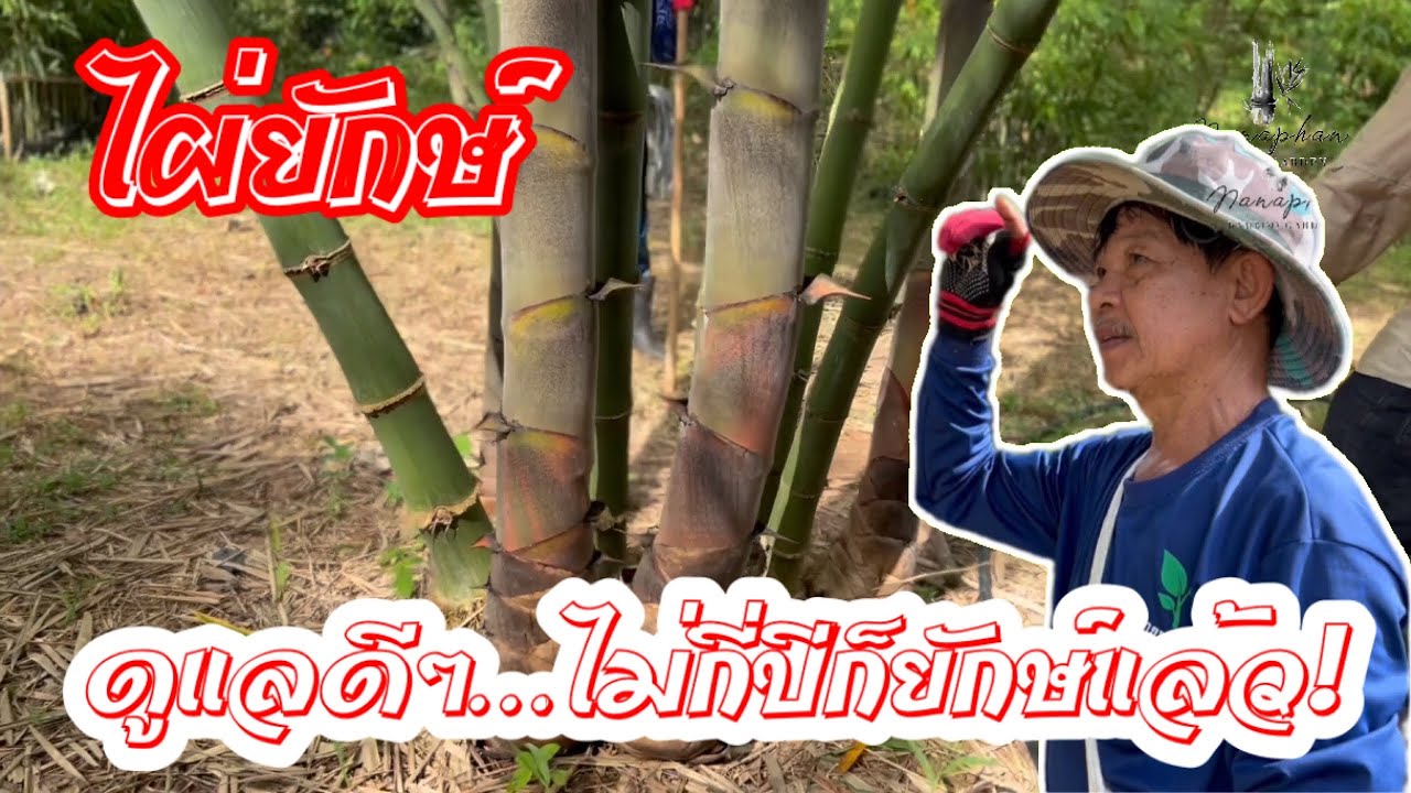 ไผ่ยักษ์…ดูแลดีๆ ไม่กี่ปีก็ยักษ์แล้ว!