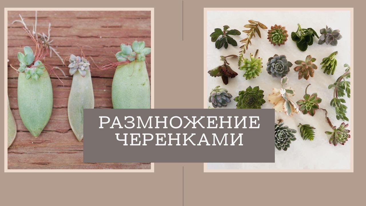 Все самые эффективные способы как размножать суккуленты