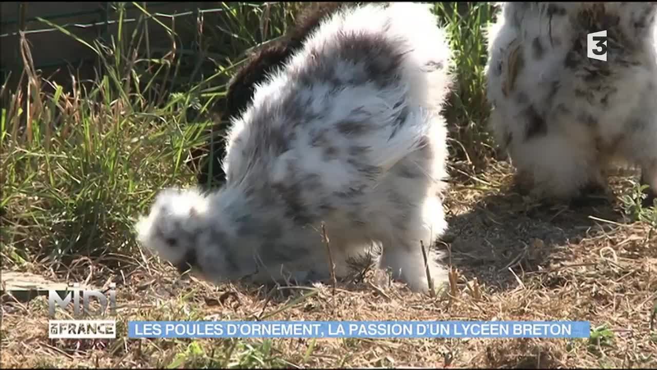 Poules d'ornement : sauvegarder les espèces bretonnes