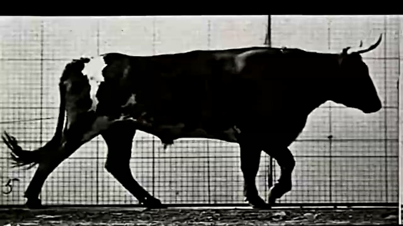 Bull Walking (1881) Eadweard Muybridge