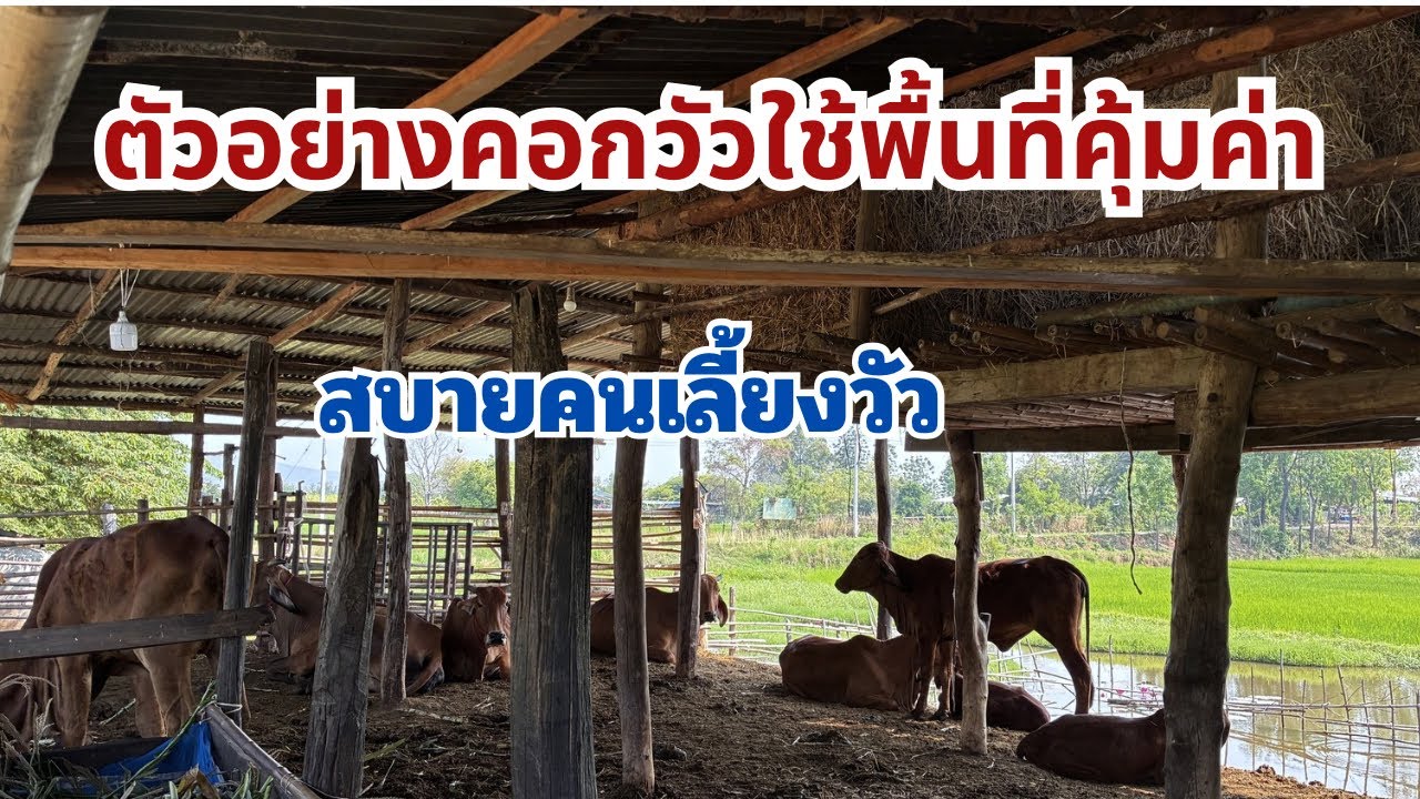 ออกแบบคอกวัว้พื้นที่น้อย ช่วยให้คนเลี้ยงสบาย