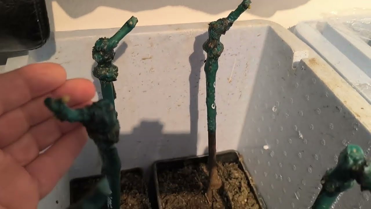 Oltványok,hogyan nyerhetünk egy évet 🍇
