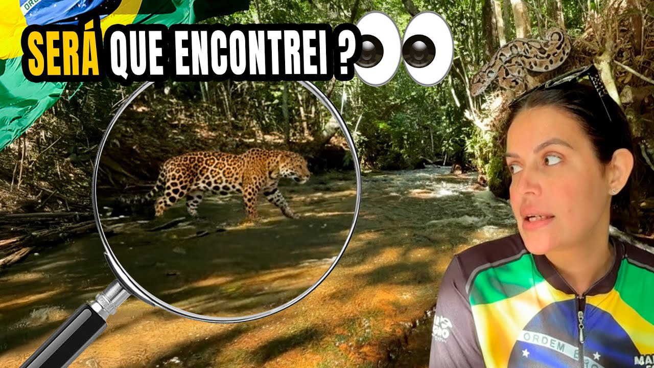 PROCURANDO ONÇA E SUCURI NO MEIO DO MATO NO BRASIL