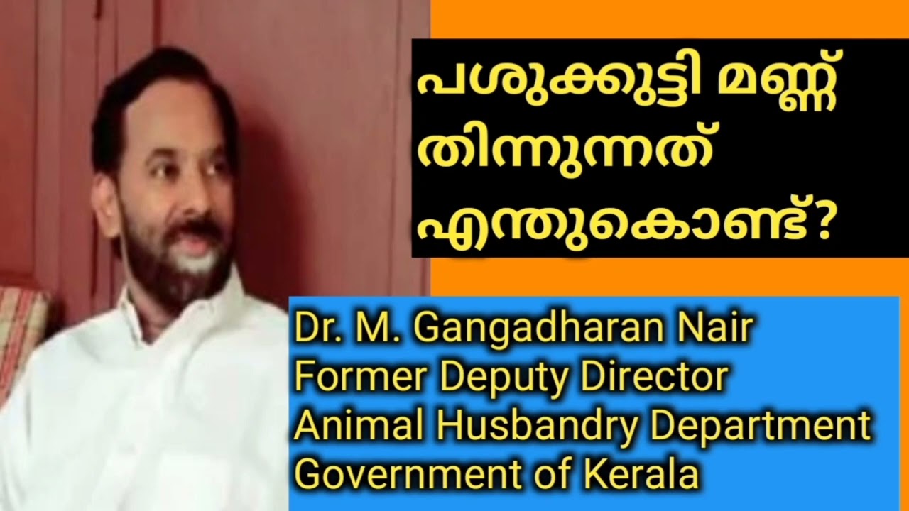 പശുക്കുട്ടികൾ മണ്ണ് തിന്നുന്നത് എന്തുകൊണ്ട്?