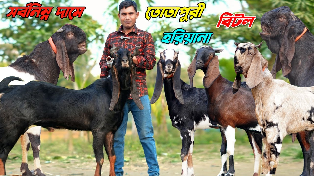 সর্বনিম্ন দামে উন্নত জাতের তোতাপুরী। হরিয়ানা। বিটল ছাগল কিনুন। গাভীন গ্যারান্টি ছাগল।