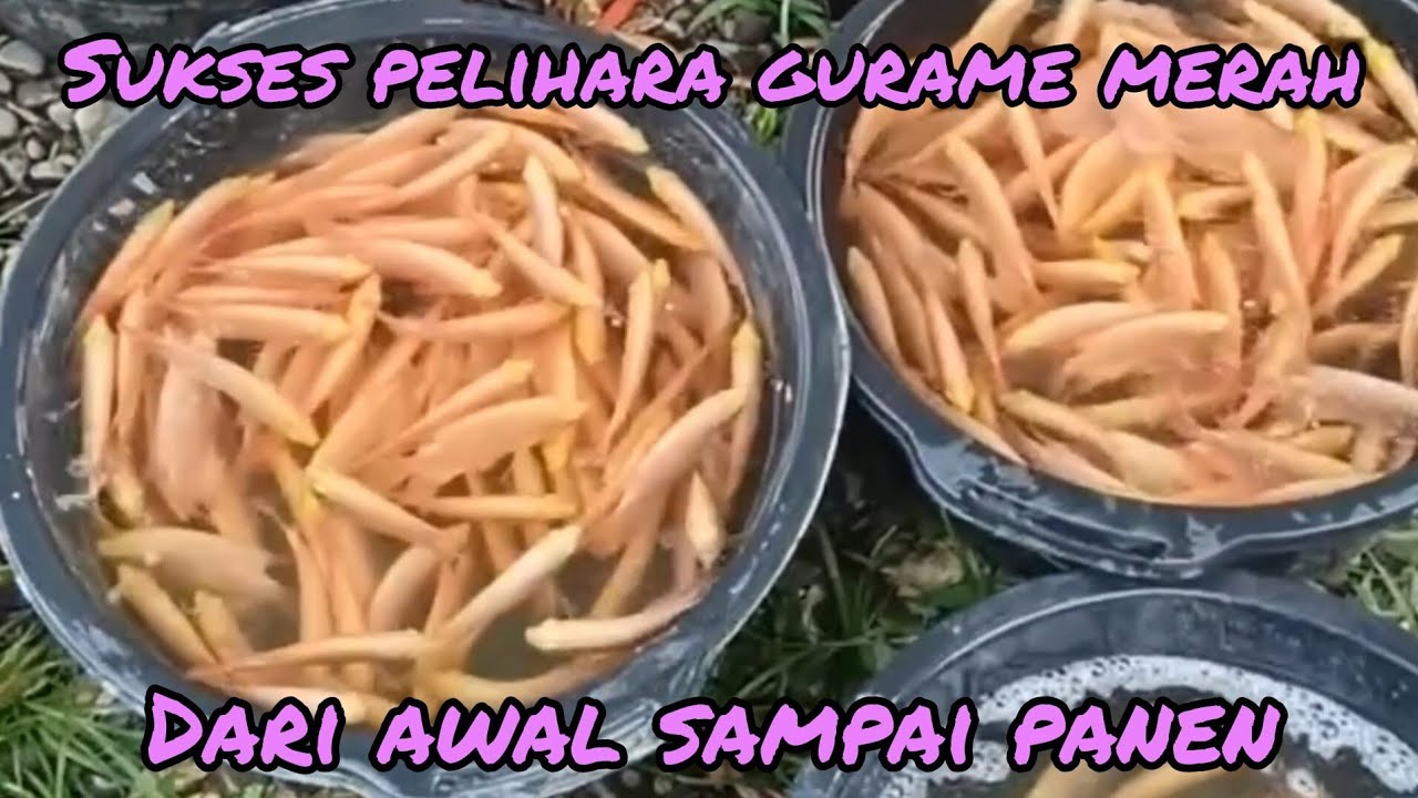 99% sukses pelihara gurame merah (gurame padang) dari awal sampai panen| bisa kaya