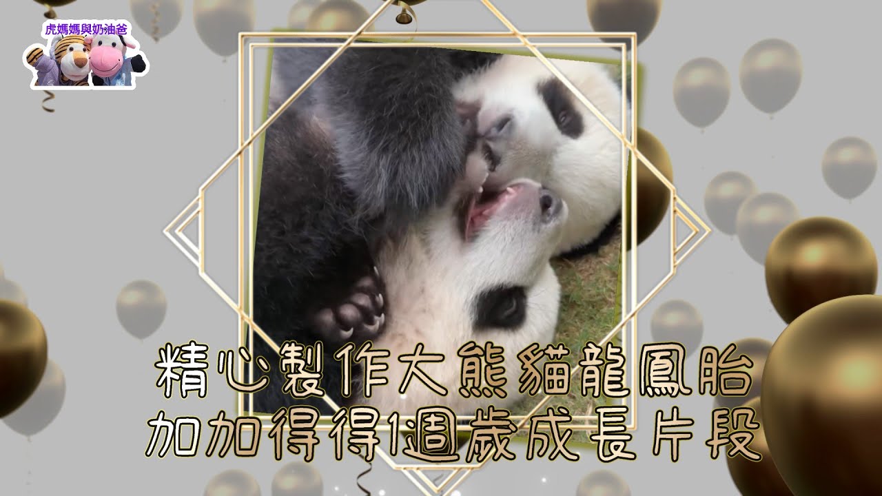 海洋公園大熊貓之旅 精心製作大熊貓龍鳳胎加加得得一週歲成長片段 珍貴時刻完整記錄 生日快樂 #海洋公園 #oceanpark #香港大熊貓 #giantpanda #판다 #家姐細佬 #加加得得