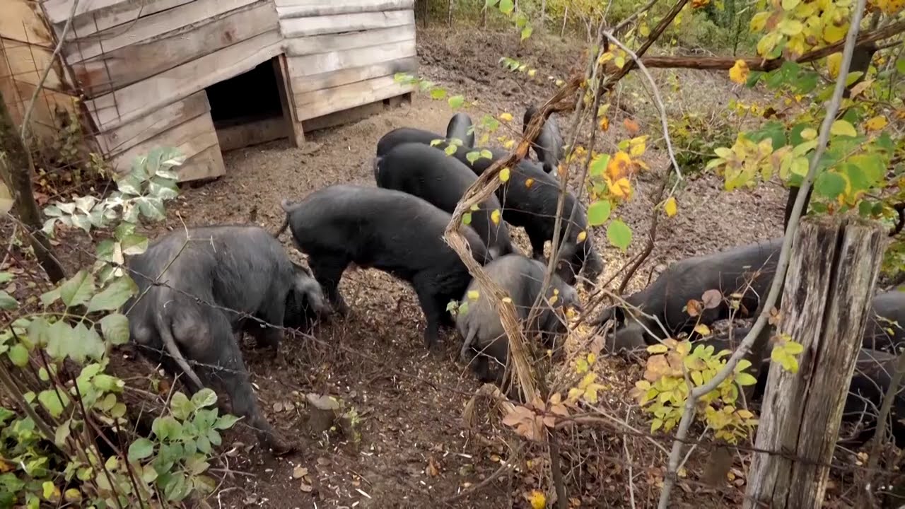 Domaćine kako radiš 08.02.2021. Moravka, svinja, rasa, Lugavčina, Gornja Sabanta